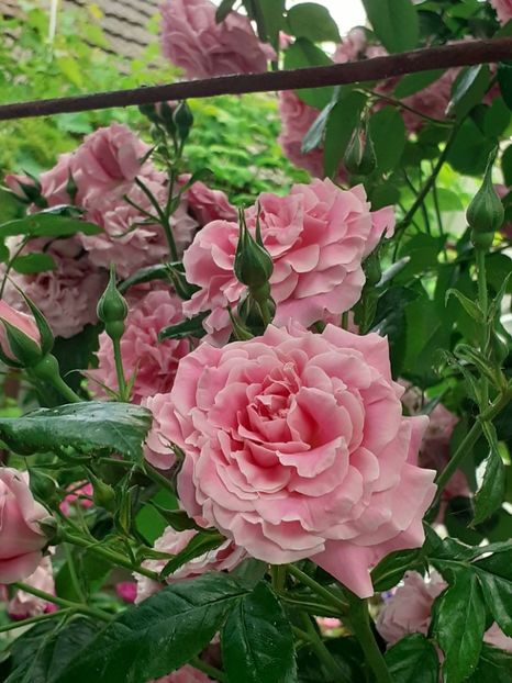  - Heillige Elisabeth 2023