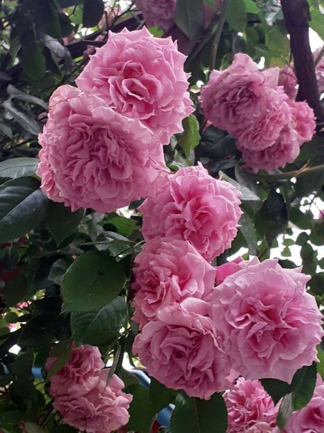  - Heillige Elisabeth 2023