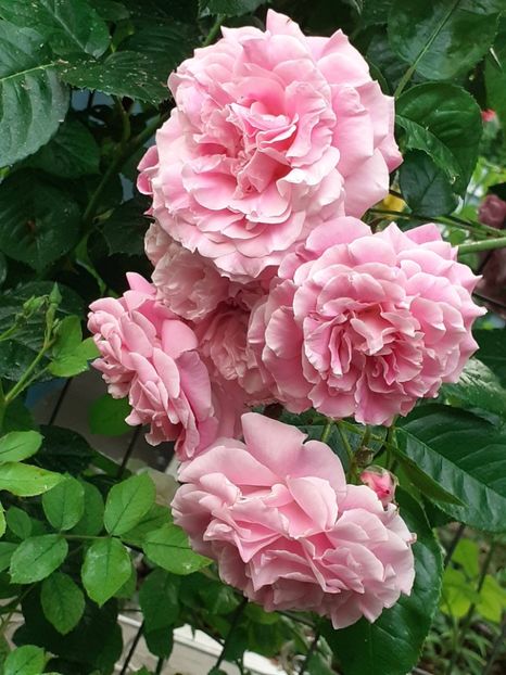  - Heillige Elisabeth 2023