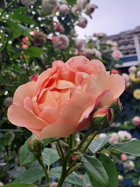  - 01 - TRANDAFIRI 2023