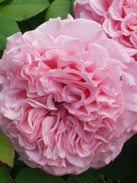  - 01 - TRANDAFIRI 2023