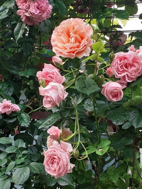  - 01 - TRANDAFIRI 2023