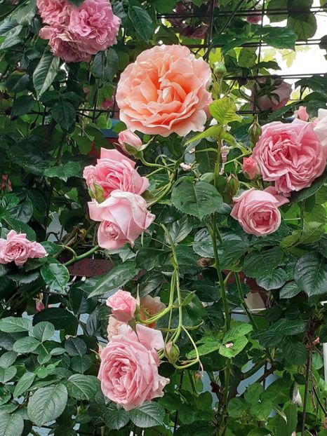  - 01 - TRANDAFIRI 2023