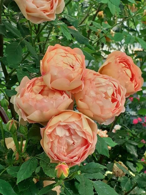  - 01 - TRANDAFIRI 2023