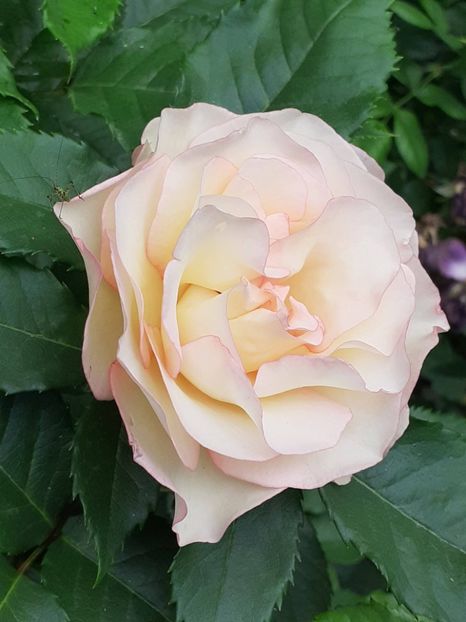  - 01 - TRANDAFIRI 2023