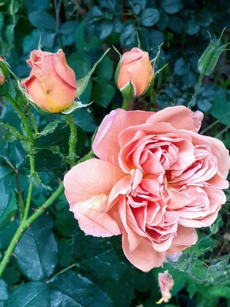 20230603_183837~2 - 01 - TRANDAFIRI 2023