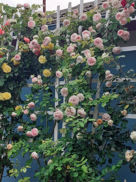  - 01 - TRANDAFIRI 2023