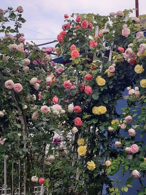  - 01 - TRANDAFIRI 2023