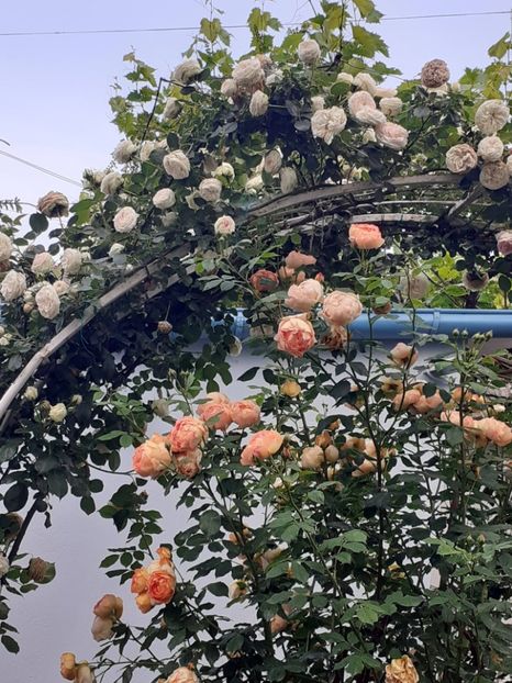  - 01 - TRANDAFIRI 2023