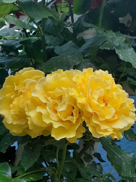  - 01 - TRANDAFIRI 2023