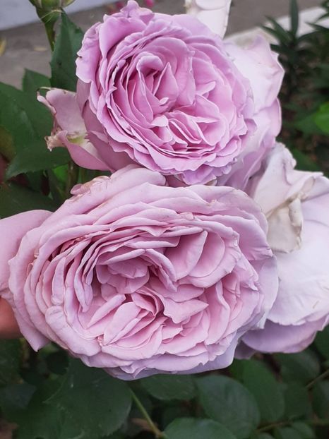  - 01 - TRANDAFIRI 2023