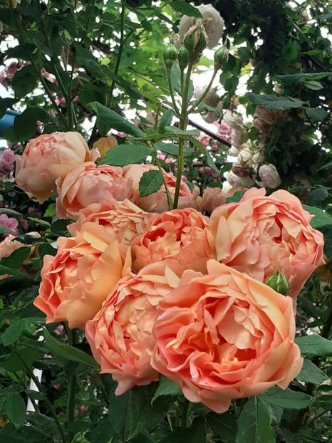  - 01 - TRANDAFIRI 2023