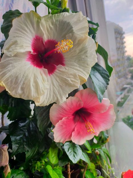 IMG20230528083507 - Hibiscus