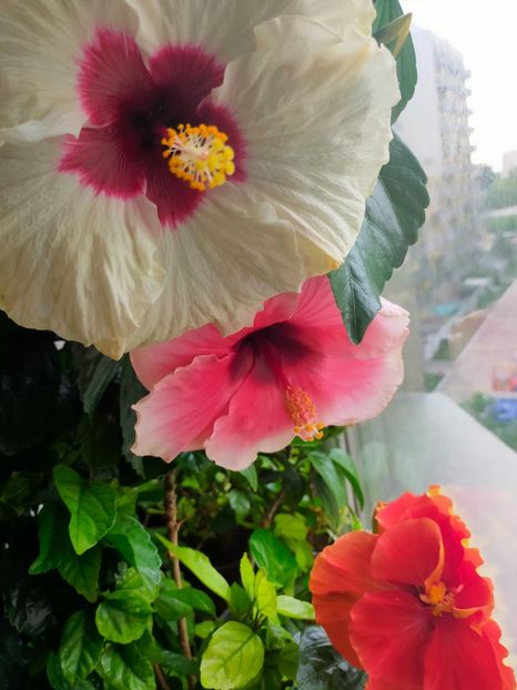 IMG20230528083501 - Hibiscus
