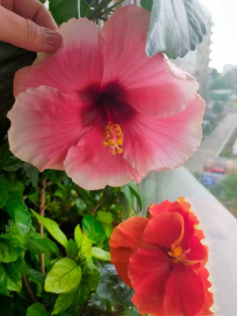 IMG20230528083454 - Hibiscus