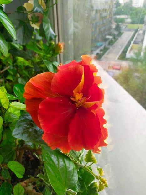 IMG20230528083427 - Hibiscus