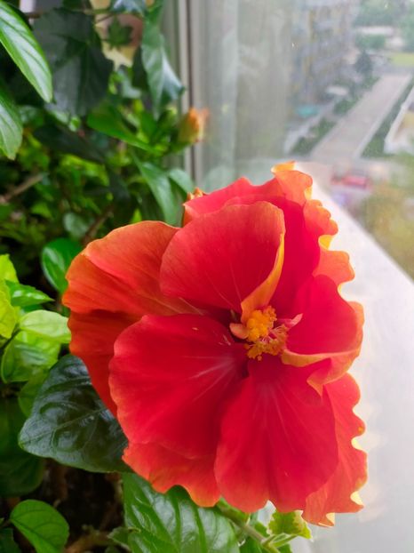 IMG20230528083405 - Hibiscus