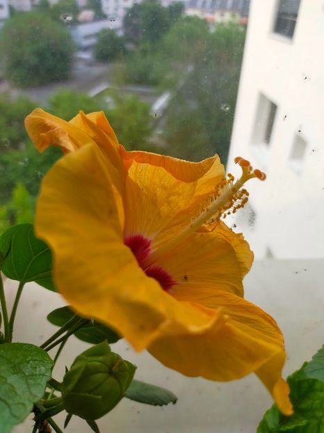 IMG20230527075215 - Hibiscus