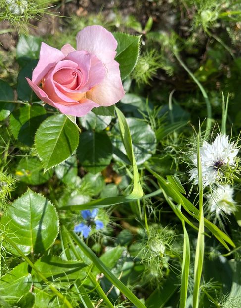 213CFC4B-22E0-4787-B76B-BABE7143587A - Trandafiri la balta 2023