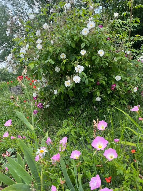 56FF1C55-473F-4A40-9F92-2B82B71D5371 - Trandafiri la balta 2023