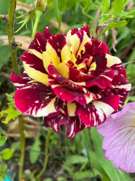 Hocus pocus - Trandafiri la balta 2023