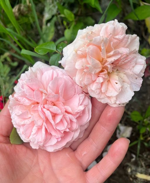 F103A228-9C4D-4B27-8B5A-D610408C4BB1 - Trandafiri la balta 2023