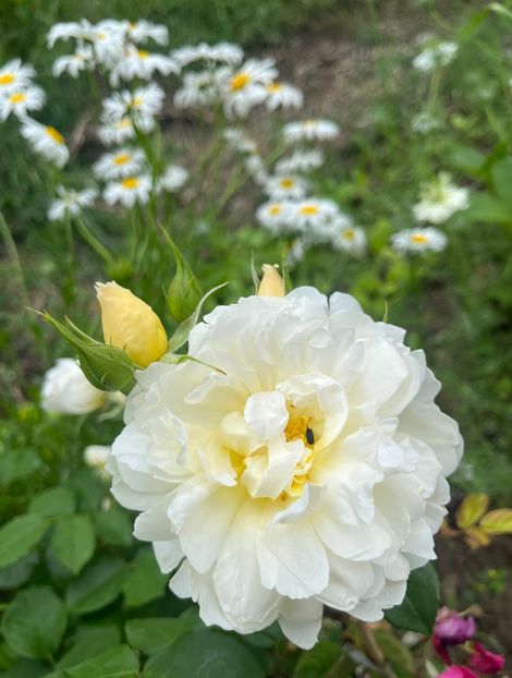 096DA0F1-9C43-411B-8727-8CBEA87828C4 - Trandafiri la balta 2023