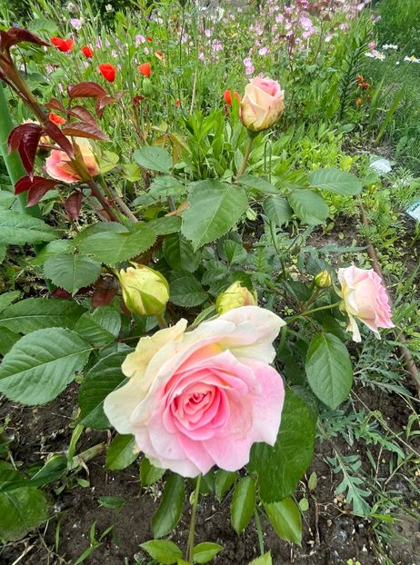 311394BC-7581-4423-A418-C9D4BD1FB40D - Trandafiri la balta 2023