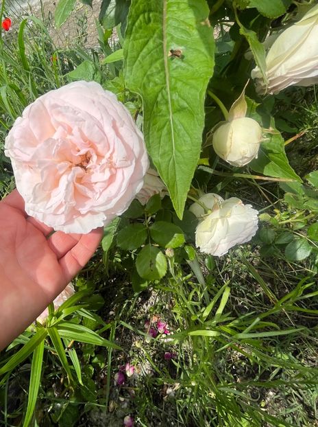 Eden rosé - Trandafiri la balta 2023