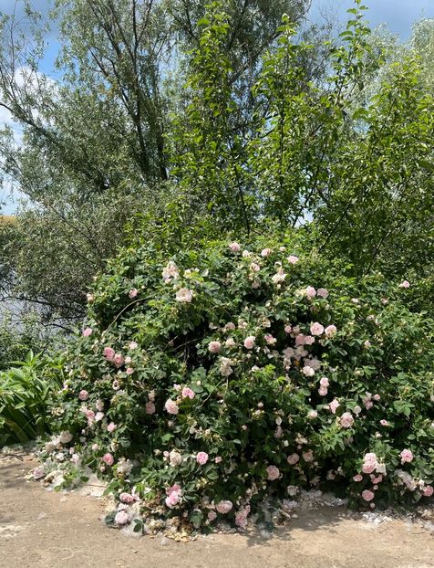 B2FA2016-AD86-43F0-B5BE-D1F83581D781 - Trandafiri la balta 2023