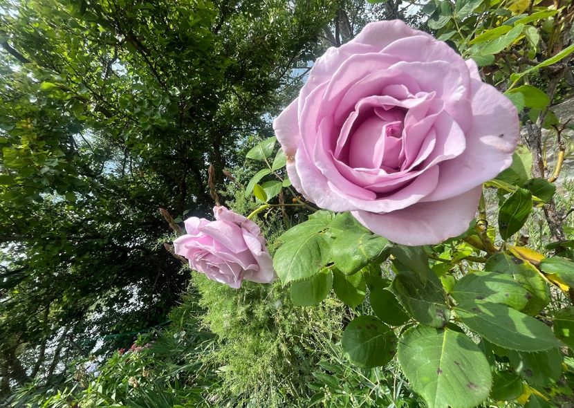 116C2B76-8F2C-4B67-B0D5-B9084460E1B1 - Trandafiri la balta 2023