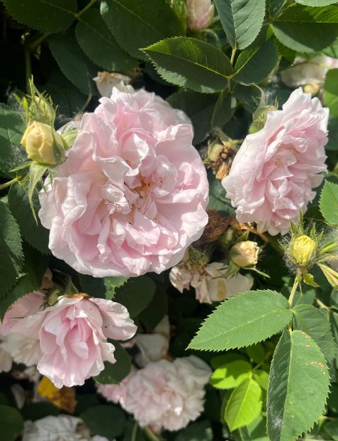 14BD7CF4-B441-4EB4-A0A4-C151462F296A - Trandafiri la balta 2023