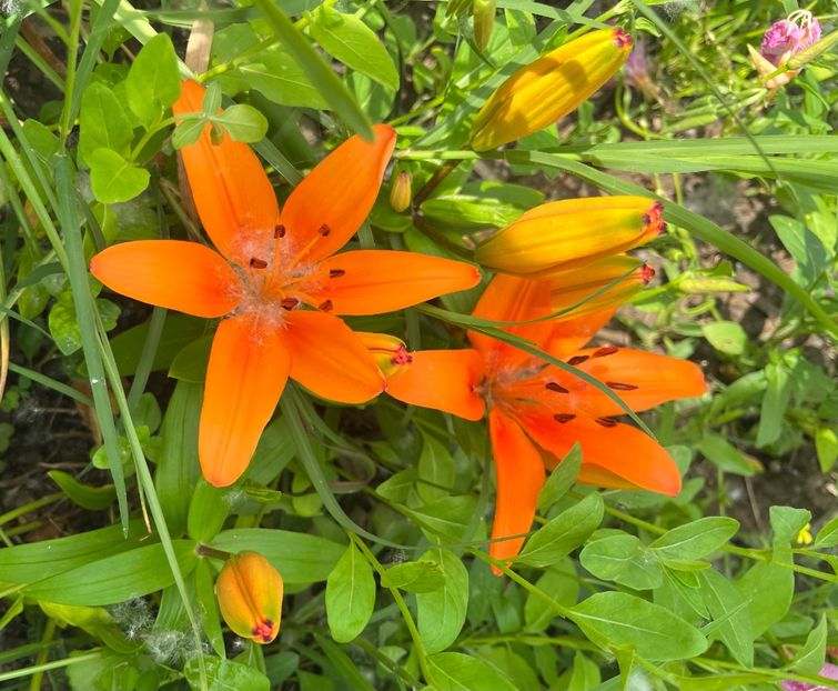 7265B0A7-4C11-4B1C-BB96-F32DE49429B9 - Crini 2016 2023