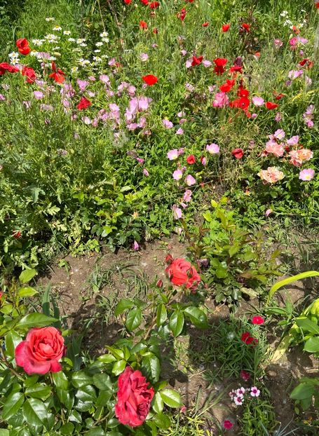 44B5652D-F69C-4027-A73A-E10C6693ABC1 - Trandafiri la balta 2023