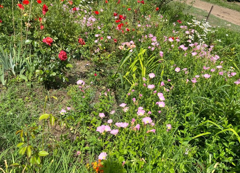 8C30E3F3-A53A-4018-88A9-DF8AAE600D30 - Trandafiri la balta 2023