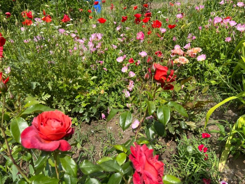 D6E59B32-A28E-4717-BB38-44E18CD36227 - Trandafiri la balta 2023