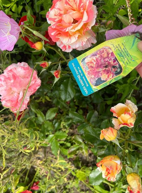 5EAA9541-925A-44F8-834C-C265CB785148 - Trandafiri la balta 2023