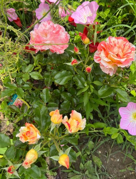 3C7F308E-2D6B-4E1B-A2AC-3921072549CC - Trandafiri la balta 2023