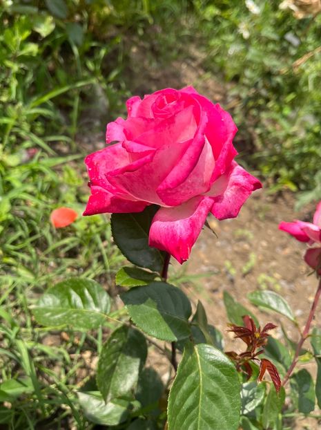 00DB3542-2D4E-46E2-B191-0955246A4244 - Trandafiri la balta 2023