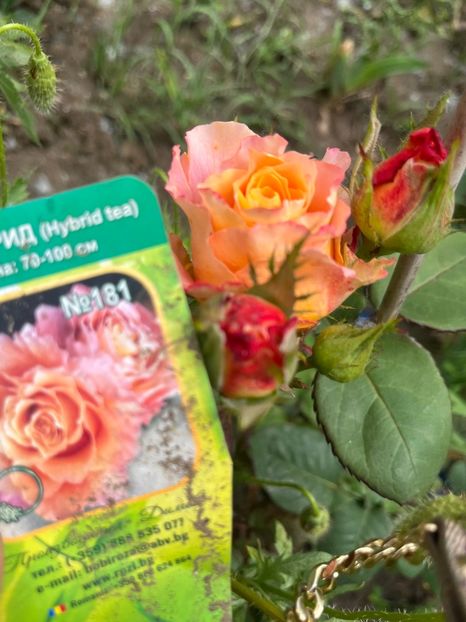 4527EB85-FBED-44F4-9F2B-C0C0FB0699C5 - Trandafiri la balta 2023