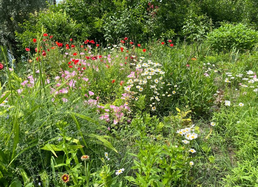 146B100D-6E90-4142-8E85-2641A39B9388 - Trandafiri la balta 2023