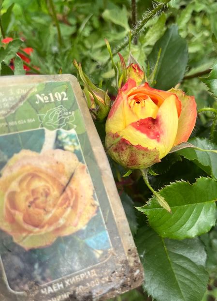 FD6A65AA-5B84-41FE-AEF8-BFA609CC2AAB - Trandafiri la balta 2023