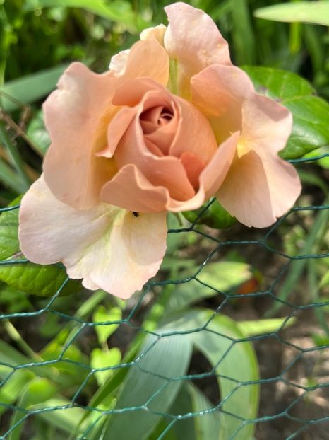 19385389-ED61-4D92-8BF1-E85294374EAC - Trandafiri la balta 2023