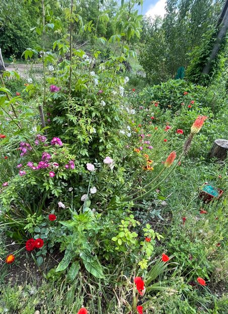 65339B0C-3269-4DE4-AEFB-22287DCFBB8F - Trandafiri la balta 2023