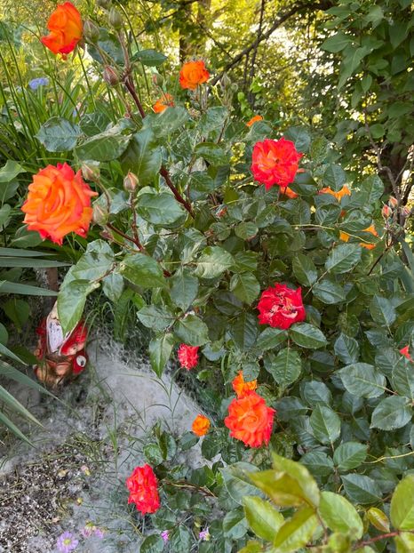 43B36B16-248E-4ACF-86A2-C62AE92D4F3C - Trandafiri la balta 2023