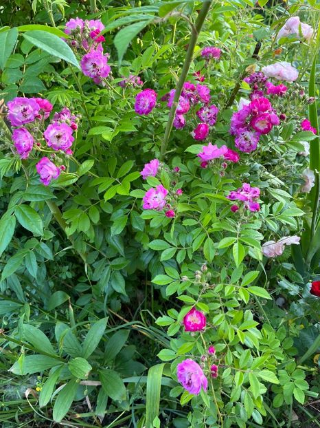 54C9F498-674F-4365-8693-FDA20D970762 - Trandafiri la balta 2023