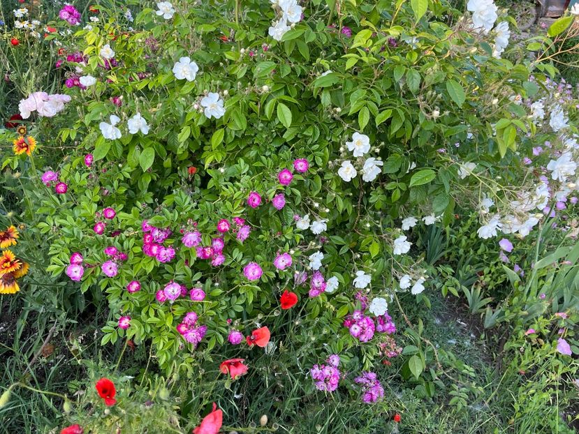 FE3CBCA4-A73A-4CEF-BE54-D6A1B857EFE9 - Trandafiri la balta 2023