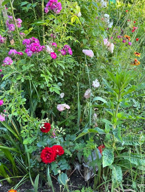 9DFB0F69-D67D-46B2-BB26-DFFD256E59F5 - Trandafiri la balta 2023