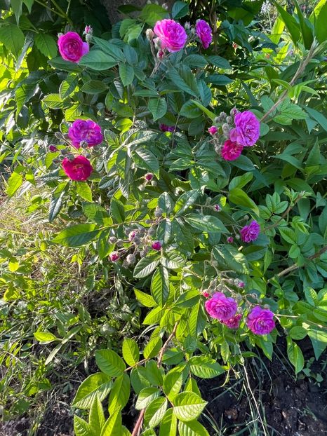 502DF7CE-B427-4080-84D8-4949E2139BD2 - Trandafiri la balta 2023