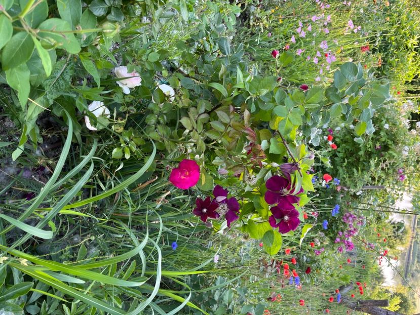 CD05CBC0-CC83-4E81-9786-AD210385BDD0 - Trandafiri la balta 2023